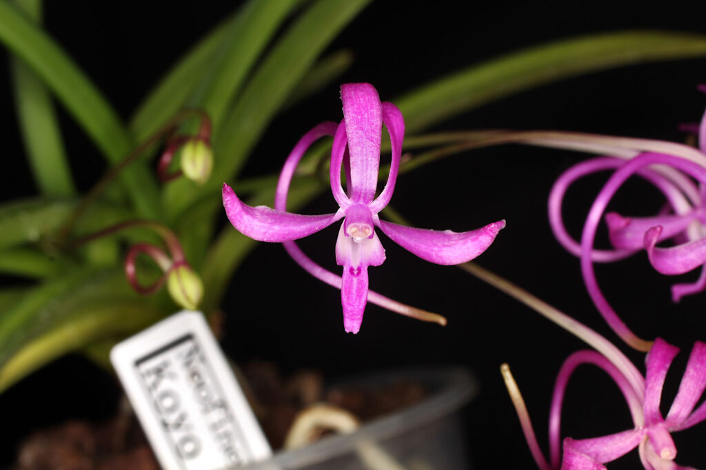 Vanda falcata