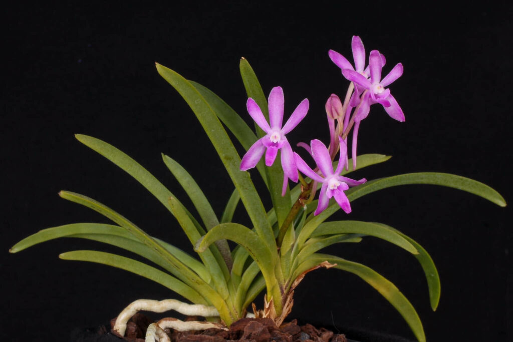 Vandachostylis Baby Angel