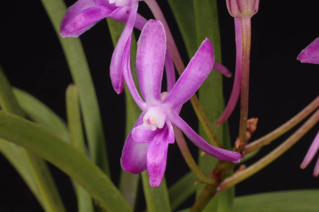 Vandachostylis Baby Angel