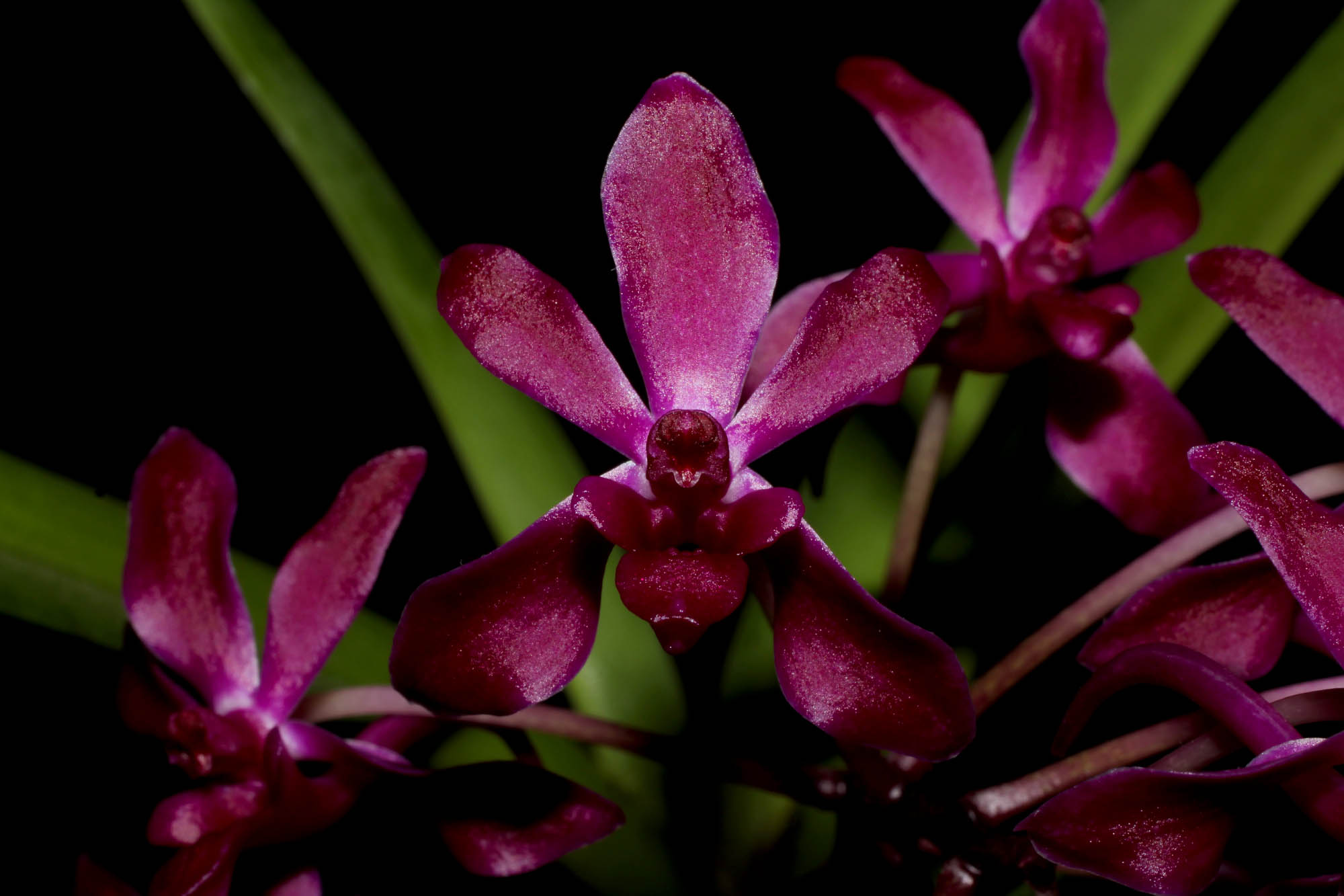 Vandachostylis Pinky