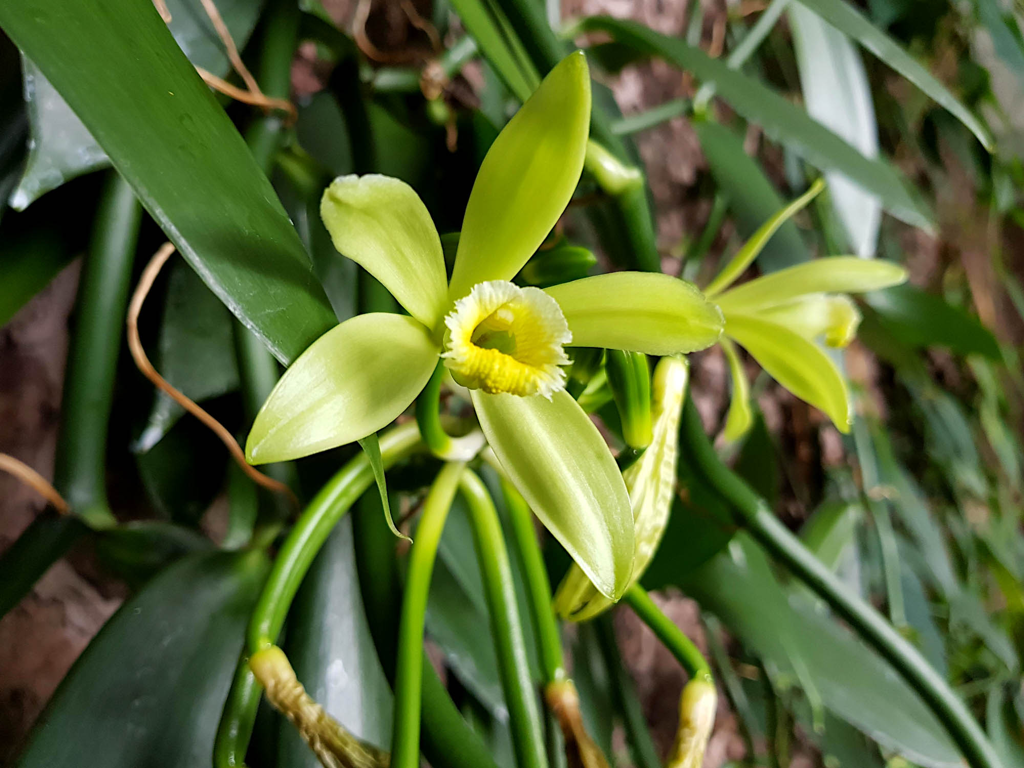 Vanilla planifolia