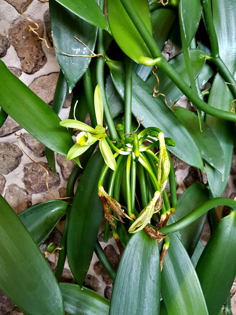 Vanilla planifolia