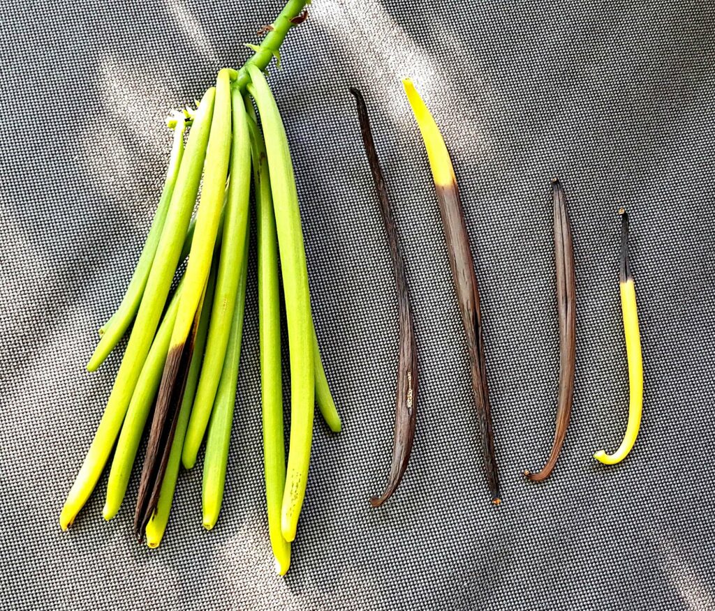 Vanilla planifolia